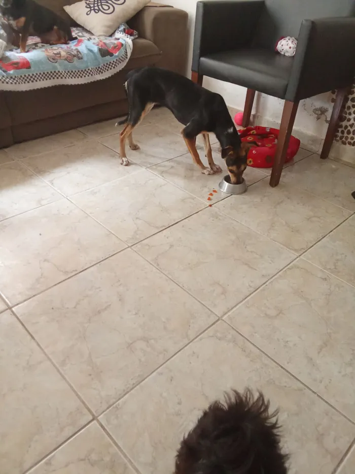 Cachorro raça SRD-ViraLata idade 2 a 6 meses nome Sem nome