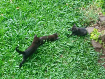 Gato raça SRD-ViraLata idade Abaixo de 2 meses nome Gatinhos