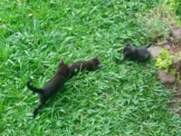 Gatinhos