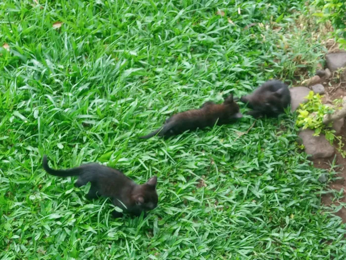 Gato raça SRD-ViraLata idade Abaixo de 2 meses nome Gatinhos