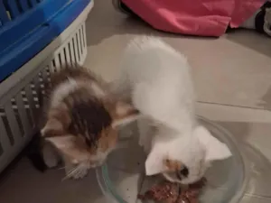 Gato raça SRD-ViraLata idade Abaixo de 2 meses nome Gatinhos