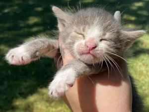 Gato raça SRD-ViraLata idade Abaixo de 2 meses nome Zizi, Mozart, lizi