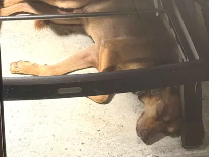 Cachorro raça SRD-ViraLata idade 4 anos nome DESCONHECIDO 