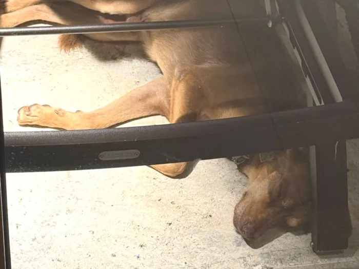 Cachorro raça SRD-ViraLata idade 4 anos nome DESCONHECIDO 