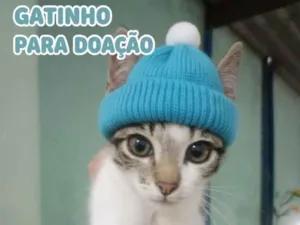 Gato raça SRD-ViraLata idade 2 a 6 meses nome Vicktor