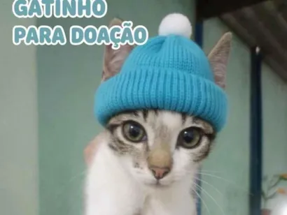 Gato raça SRD-ViraLata idade 2 a 6 meses nome Vicktor