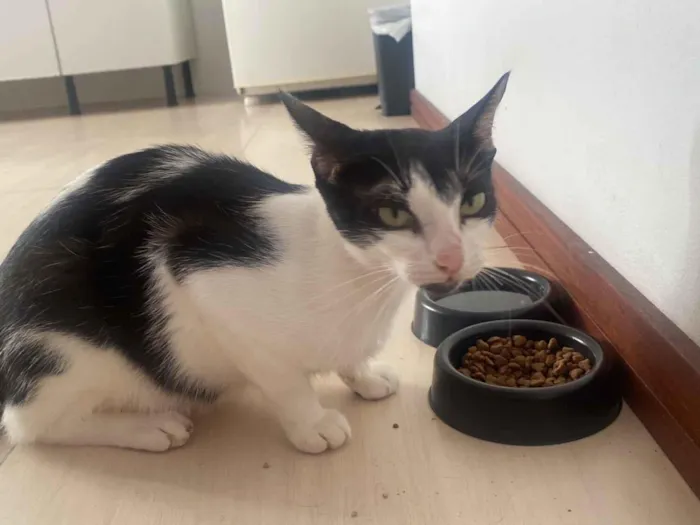 Gato raça SRD-ViraLata idade 7 a 11 meses nome Mayla