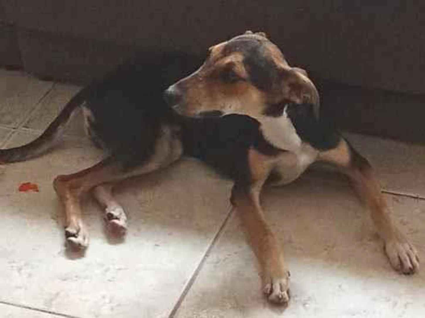 Cachorro raça SRD-ViraLata idade 2 a 6 meses nome Sem nome