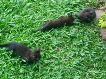 Gato raça SRD-ViraLata idade Abaixo de 2 meses nome Gatinhos