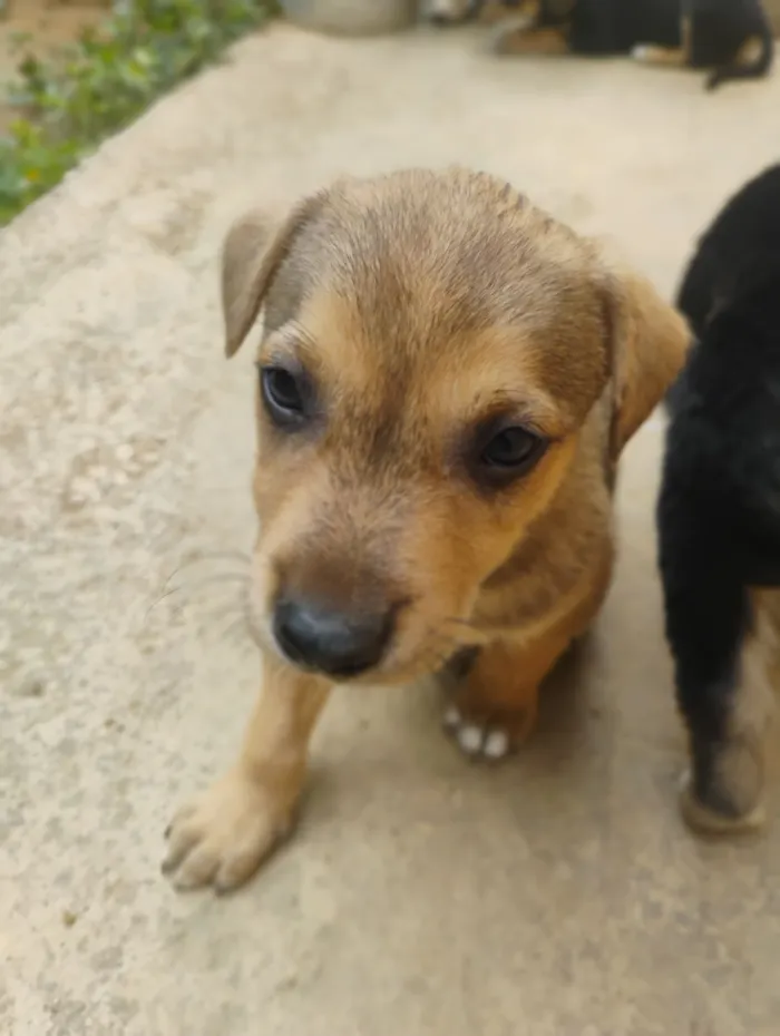 Cachorro raça SRD-ViraLata idade Abaixo de 2 meses nome sem nome