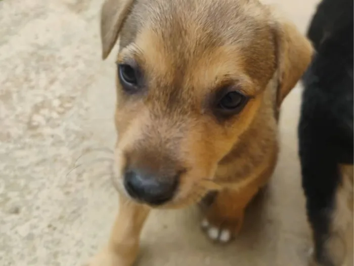 Cachorro raça SRD-ViraLata idade Abaixo de 2 meses nome sem nome