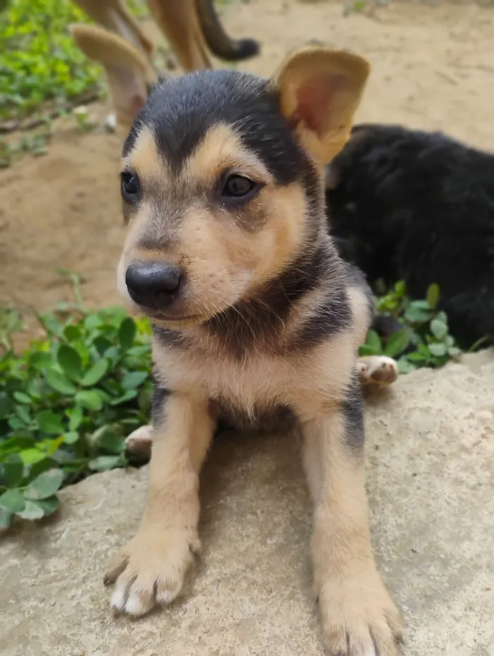 Cachorro raça SRD-ViraLata idade Abaixo de 2 meses nome Sem nome