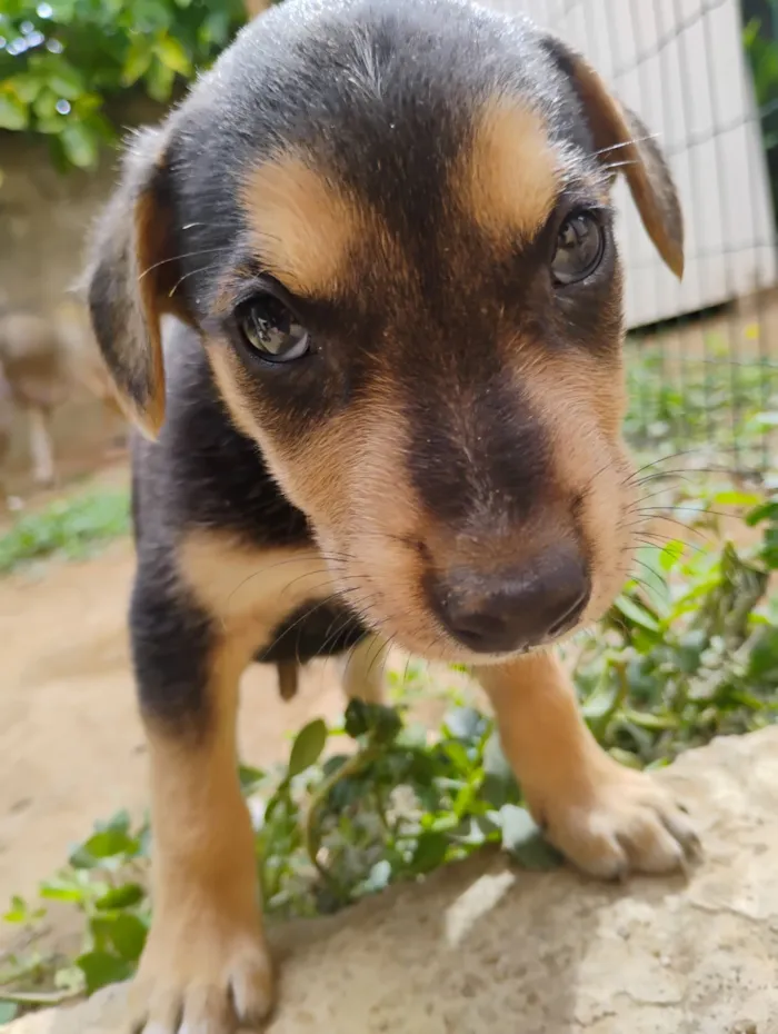 Cachorro raça SRD-ViraLata idade Abaixo de 2 meses nome Sem nome
