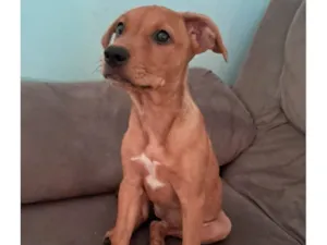 Cachorro raça Labrador idade 2 a 6 meses nome Mel