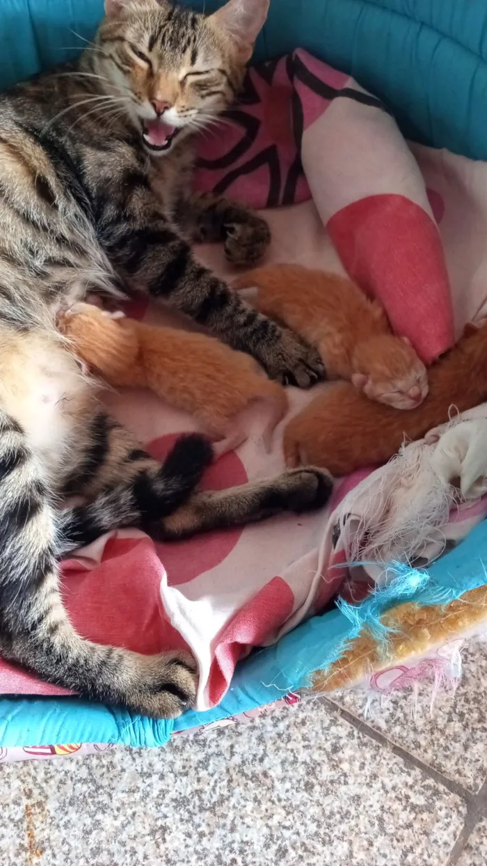 Gato raça SRD-ViraLata idade 2 a 6 meses nome Sofi