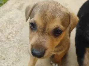 Cachorro raça SRD-ViraLata idade Abaixo de 2 meses nome sem nome