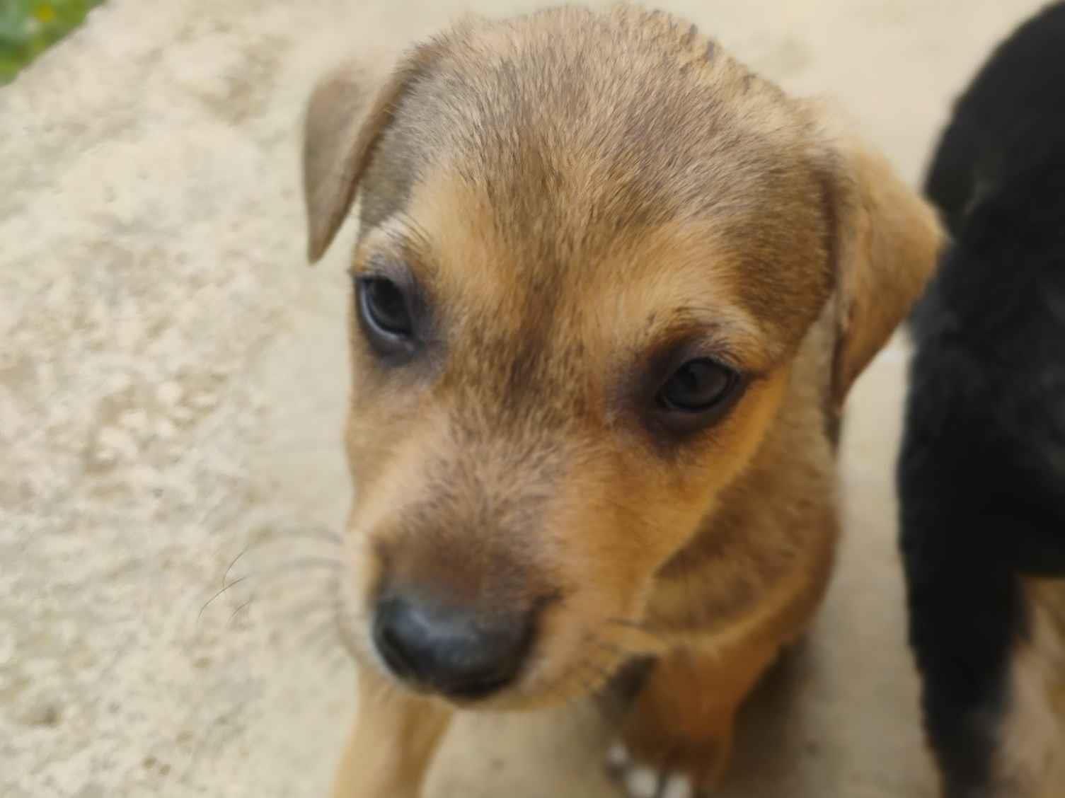 Cachorro raça SRD-ViraLata idade Abaixo de 2 meses nome sem nome