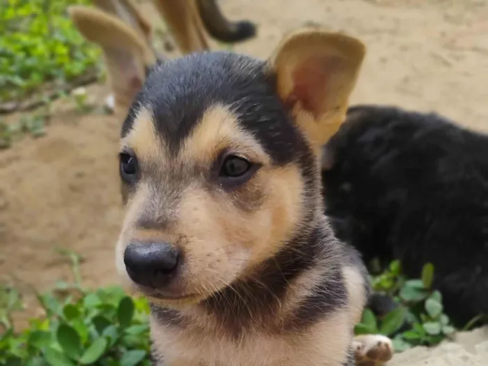 Cachorro raça SRD-ViraLata idade Abaixo de 2 meses nome Sem nome
