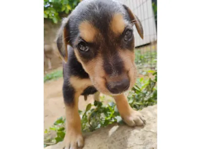 Cachorro raça SRD-ViraLata idade Abaixo de 2 meses nome Sem nome