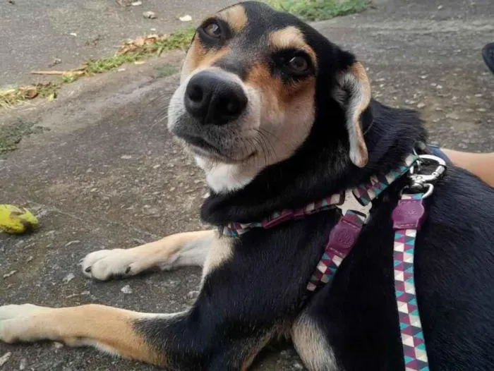 Cachorro raça SRD-ViraLata idade 1 ano nome Kiara