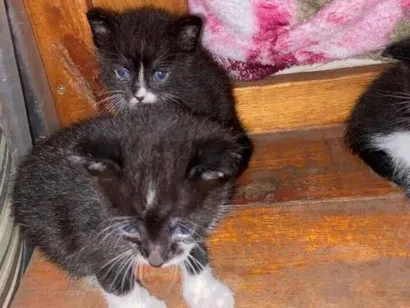 Gato raça SRD-ViraLata idade Abaixo de 2 meses nome Irmãozinhos