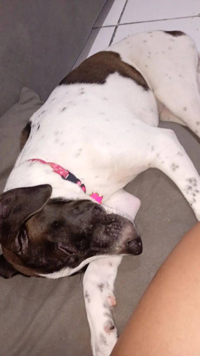 Cachorro raça SRD-ViraLata idade 2 a 6 meses nome pérola 