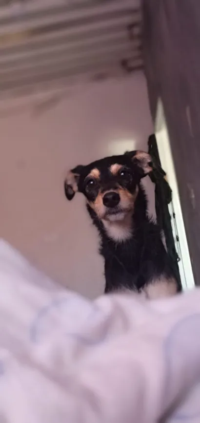 Cachorro raça SRD-ViraLata idade 1 ano nome Pandora 