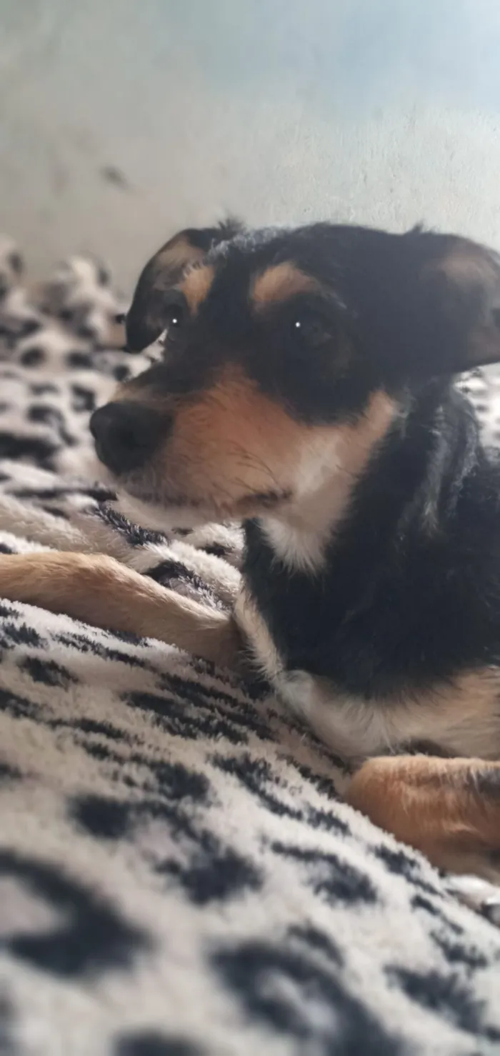 Cachorro raça SRD-ViraLata idade 1 ano nome Pandora 