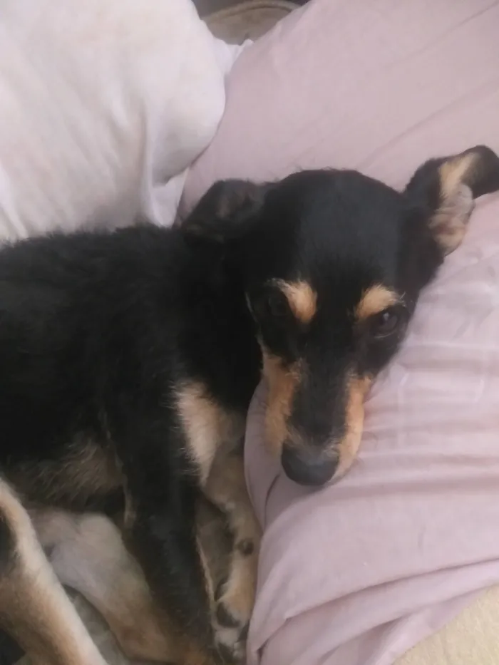 Cachorro raça SRD-ViraLata idade 1 ano nome Pandora 