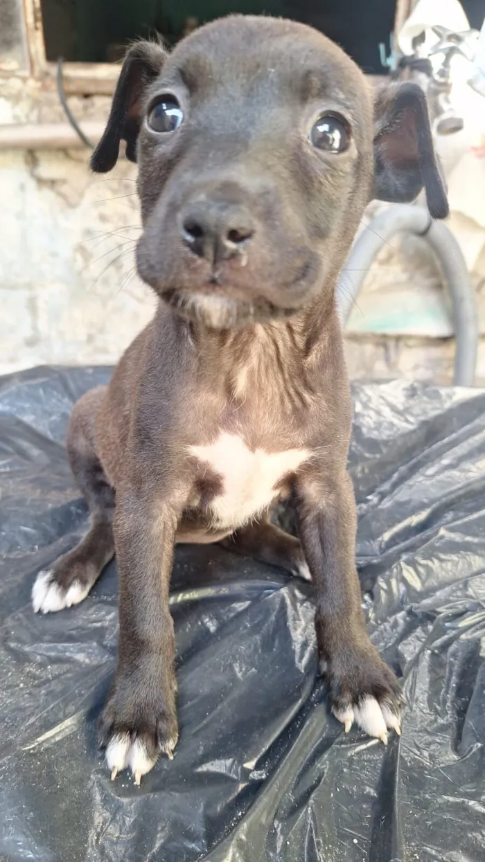 Cachorro raça SRD-ViraLata idade Abaixo de 2 meses nome Penélope, café e docinho 