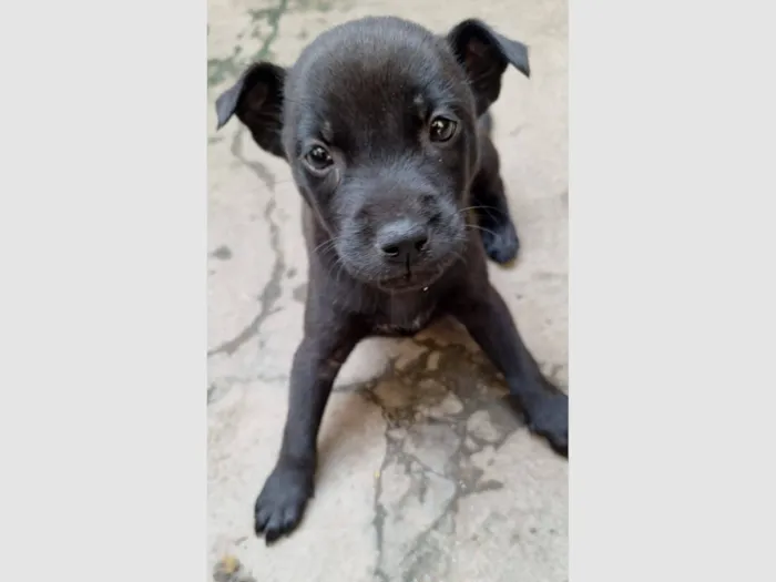 Cachorro raça SRD-ViraLata idade Abaixo de 2 meses nome Penélope, café e docinho 