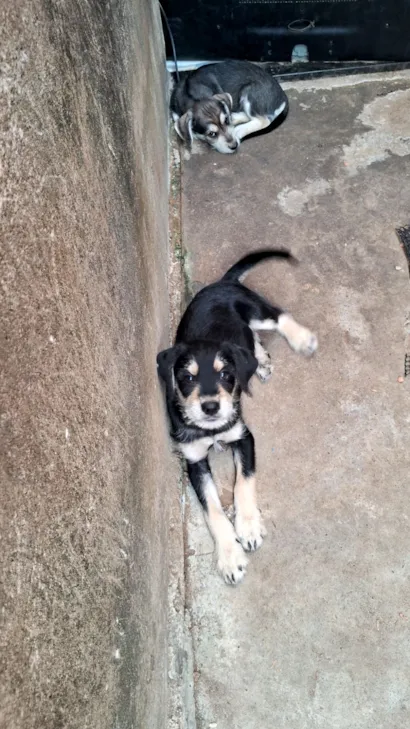 Cachorro raça Shnauzer idade 2 a 6 meses nome Grandão