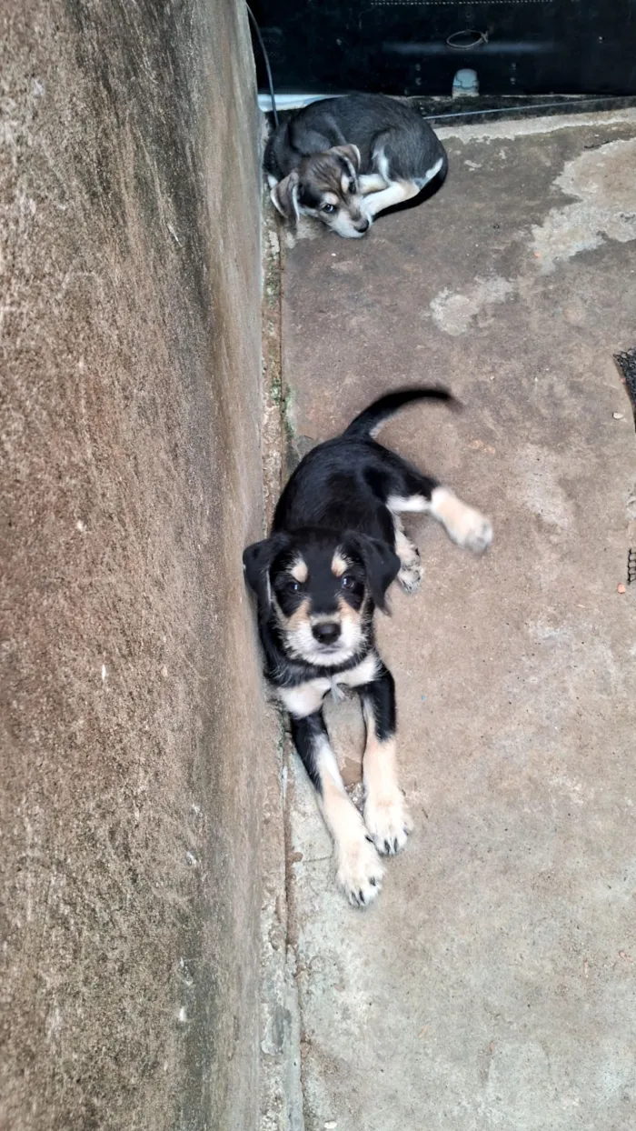 Cachorro raça Shnauzer idade 2 a 6 meses nome Grandão