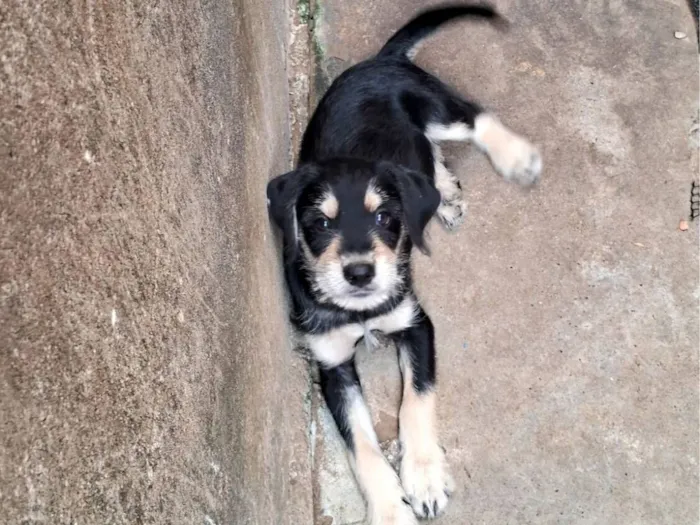 Cachorro raça Shnauzer idade 2 a 6 meses nome Grandão