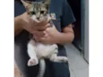 Gato raça SRD-ViraLata idade 3 anos nome Sem nome