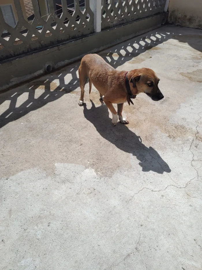 Cachorro raça SRD-ViraLata idade 4 anos nome Nina