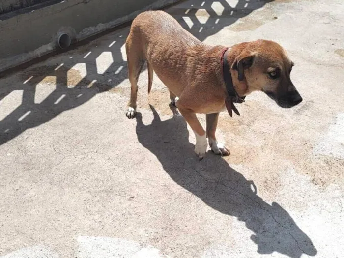 Cachorro raça SRD-ViraLata idade 4 anos nome Nina