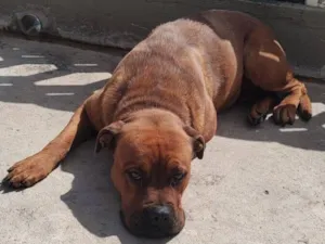 Cachorro raça SRD-ViraLata idade 4 anos nome Kira