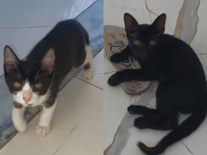 Gato raça SRD-ViraLata idade 2 a 6 meses nome Não tem nome