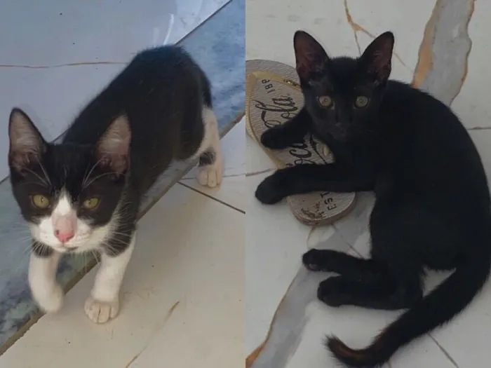Gato raça SRD-ViraLata idade 2 a 6 meses nome Não tem nome