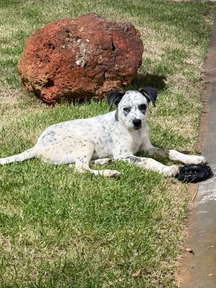 Cachorro raça SRD-ViraLata idade 2 a 6 meses nome Panta