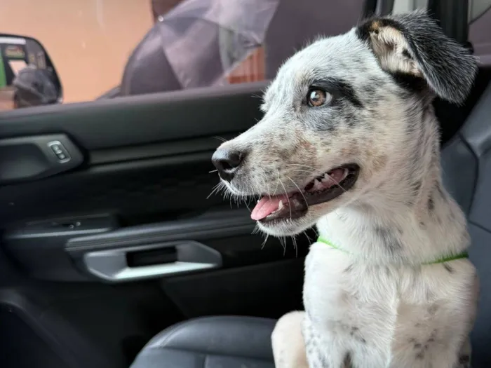 Cachorro raça SRD-ViraLata idade 2 a 6 meses nome Panta