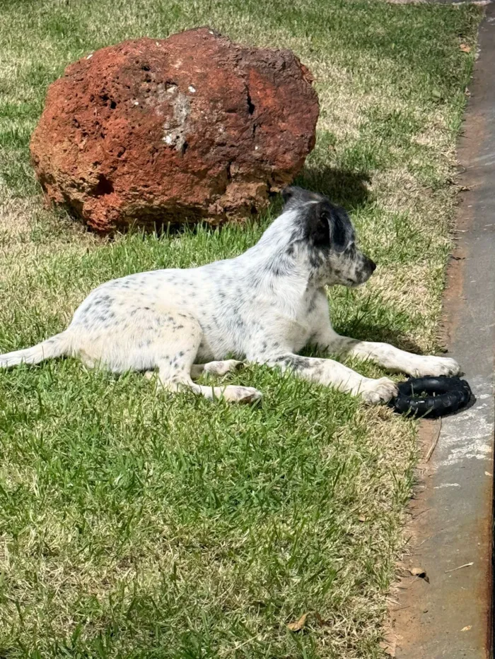 Cachorro raça SRD-ViraLata idade 2 a 6 meses nome Panta