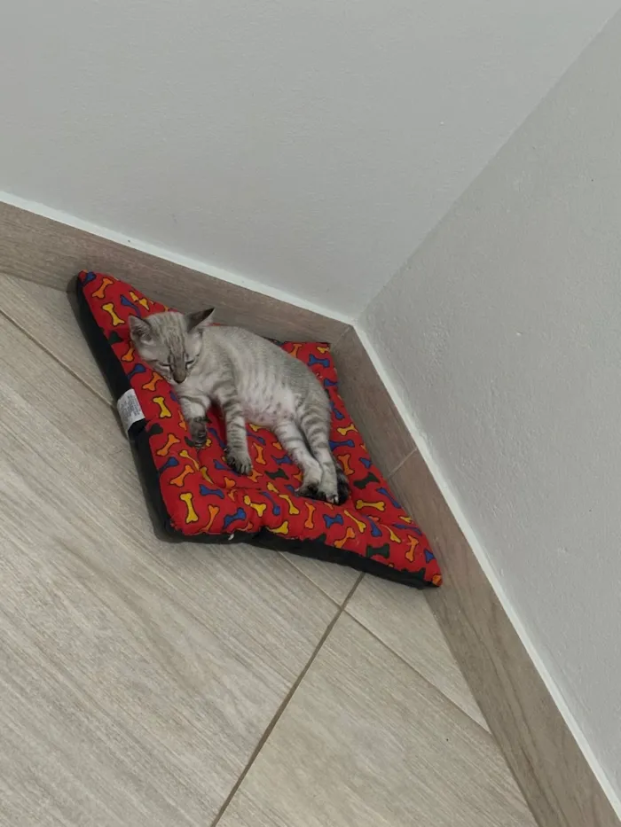 Gato raça SRD-ViraLata idade 2 a 6 meses nome Tony 