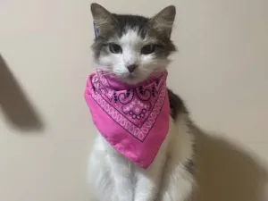 Gato raça SRD-ViraLata idade 6 ou mais anos nome Duquesa