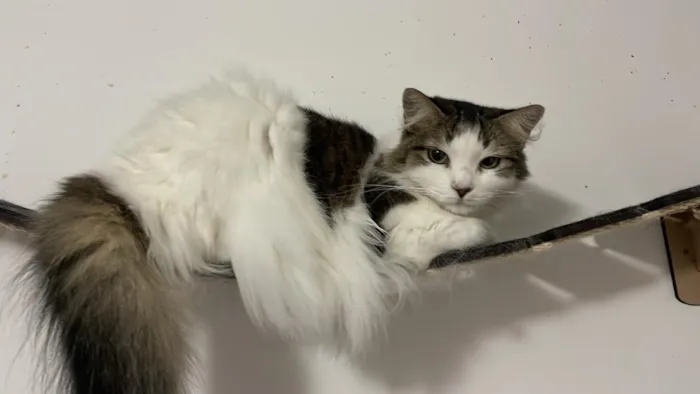 Gato raça SRD-ViraLata idade 6 ou mais anos nome Duquesa