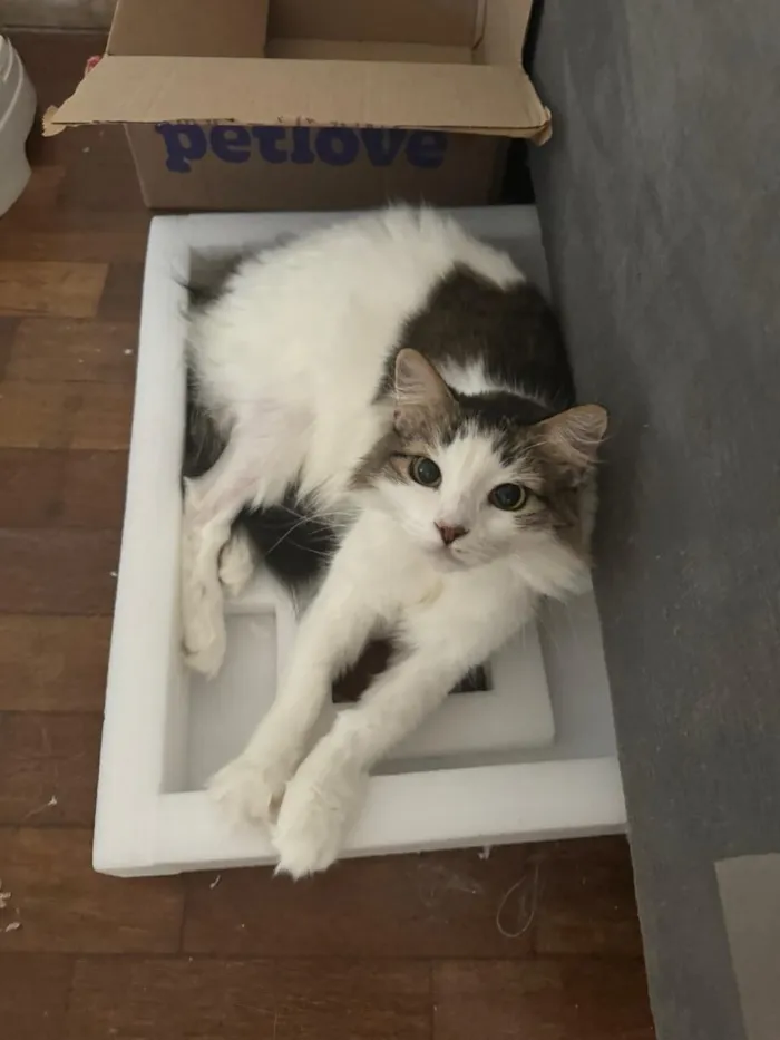 Gato raça SRD-ViraLata idade 6 ou mais anos nome Duquesa