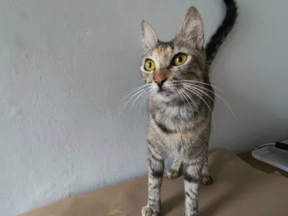 Gato raça Exótico idade 1 ano nome Ades