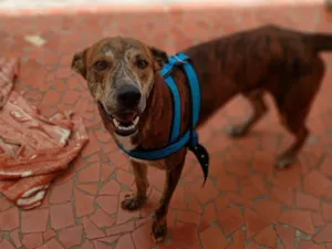 Cachorro raça SRD-ViraLata idade 2 anos nome Lucke