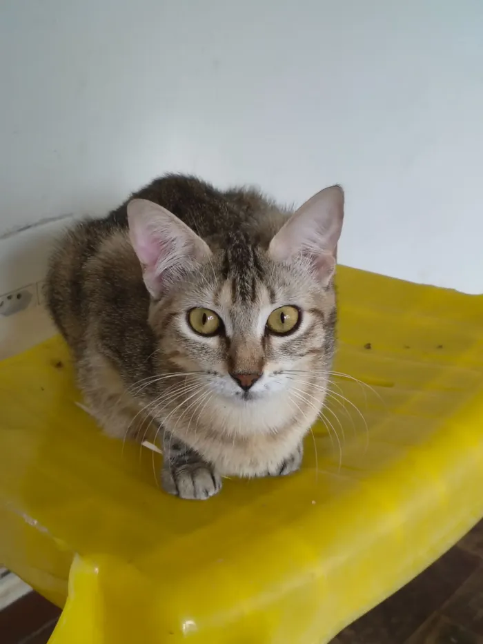 Gato raça Exótico idade 1 ano nome Jujubas